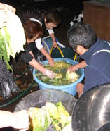 白菜の水洗い