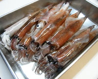超新鮮なヤリイカ