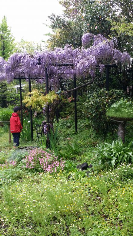 見事な藤の花♪絵画の世界です。