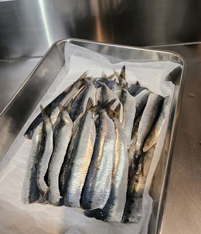２５匹の鰯